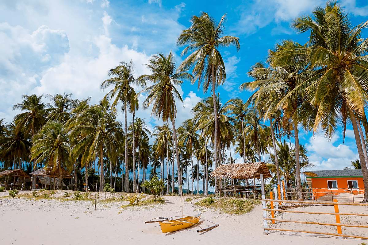 palm tree yellow boat on seashore hut